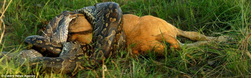   Ұ�����ﱣ��������Ա��������˵����������������ʳ��ͷţ��ʱ���ȵ�˵����������