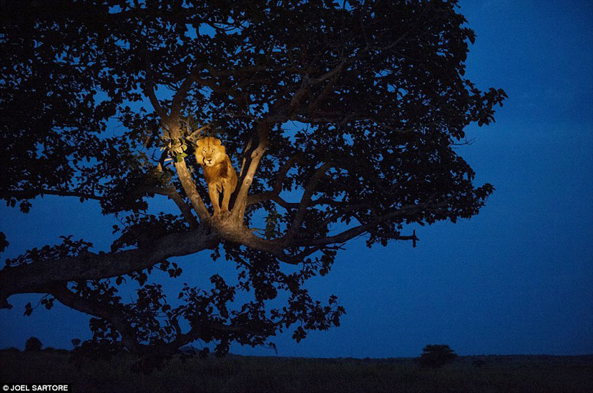 �ڸɴ�����ɯ��Ů����԰һͷʨ��������С�� ��Joel Sartore�㣩