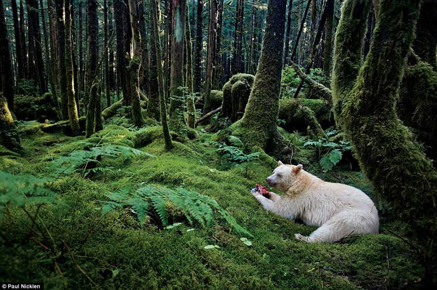 ���ô�ĳ������һͷ�����������������ͣ� ���� ����ף�Paul Nicklen������2010�꣩