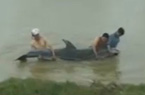 渔民营救受伤搁浅海豚