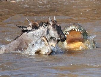 高清:摄影师实拍鳄鱼群排队撕食河马捕食角马