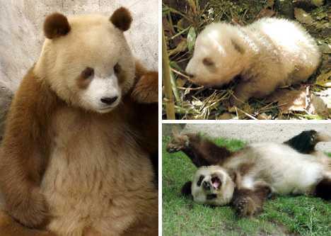 陕西棕色大熊猫成长史盘点吓死人的变异动物3