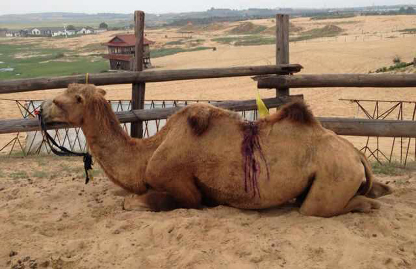 网友在微博上请求关注南昌厚田沙漠景区受伤的骆驼，并配发了骆驼受伤跪卧在沙地的照片。