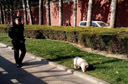 网友围观长安街宠物猪