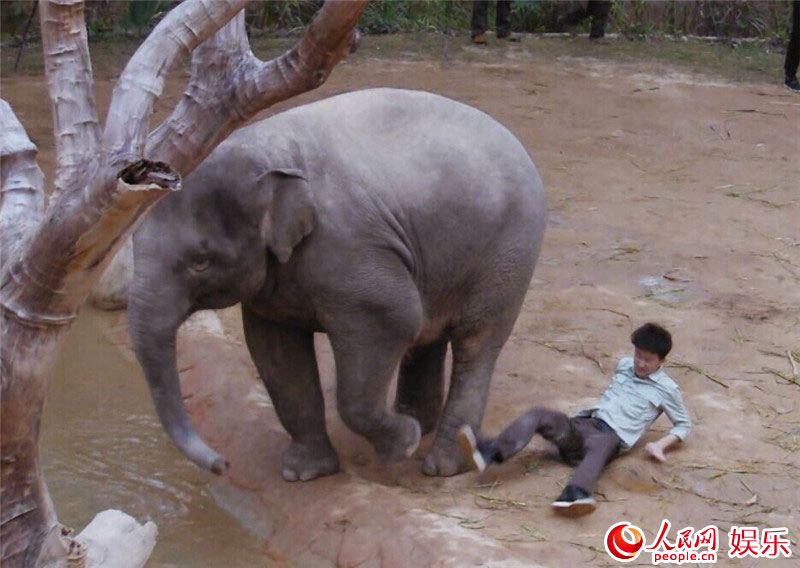 驚險：黃軒遭大象猛踹