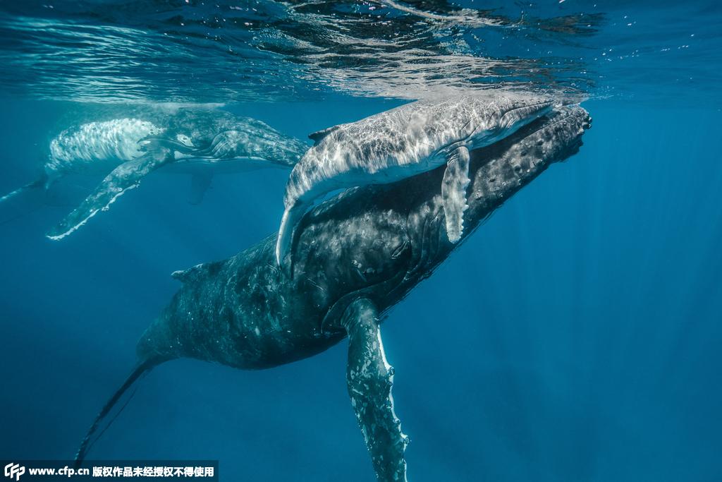 攝影師赴太平洋島國 拍攝座頭鯨動人瞬間