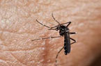 蚊虫叮咬会得艾滋病吗？