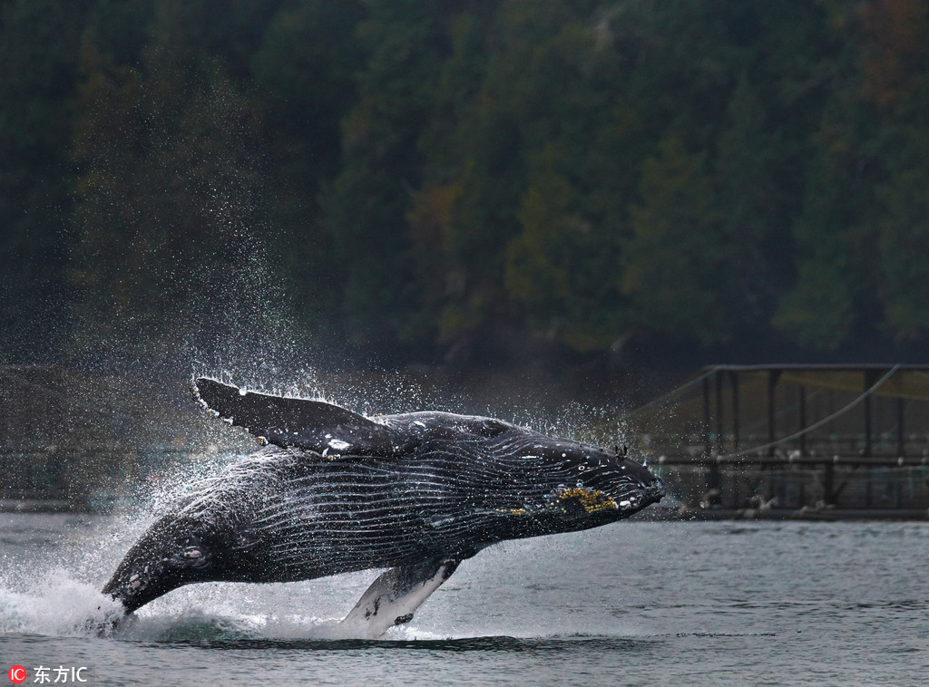 加拿大駝背鯨空中華麗翻身 360度旋轉水花四濺