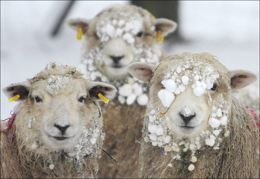 笑对严寒:在英格兰北部的helperby,几只绵羊站在雪地里,它们身上脸上