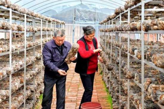 任珍魁和妻子陳朝卉在家門口香菇產業大棚裡採摘香菇。程聰攝