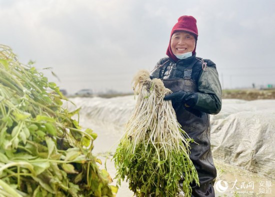 村民忙著在地裡收芹芽。顧維林攝