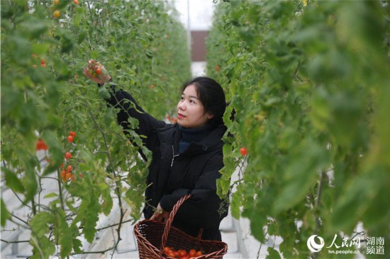 基地工作人員正在採摘小番茄。人民網 李芳森攝